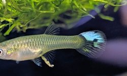 Female Guppies (20+)