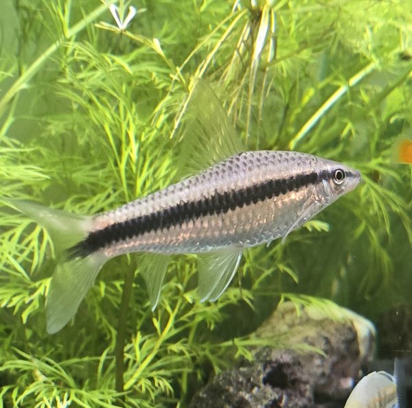 3" Siamese algea eater