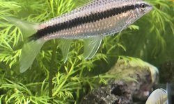 3" Siamese algea eater