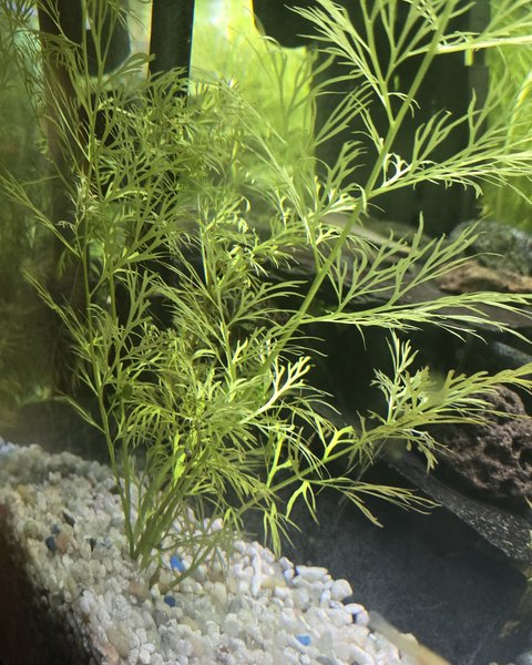 Watersprite plant