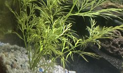 Watersprite plant