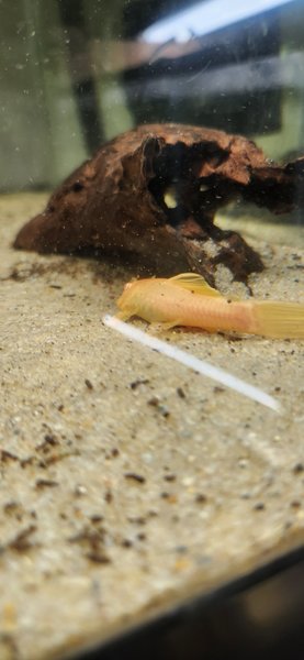 Albino pleco pair