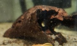 Albino pleco pair