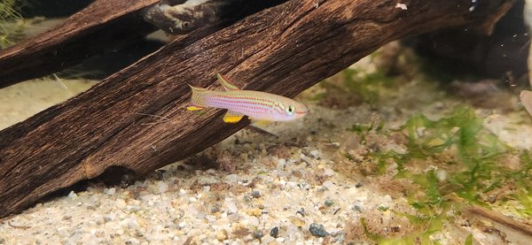 6 Striatum killifish