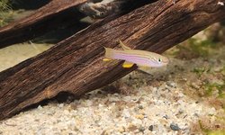 6 Striatum killifish