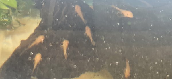 6 super red plecos