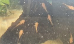 6 super red plecos