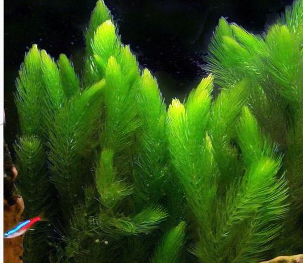 A hornwort from another lot