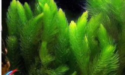 Hornwort