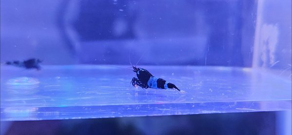 Shadow Panda Caridina Shrimp