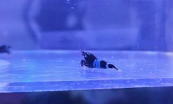 Shadow Panda Caridina Shrimp