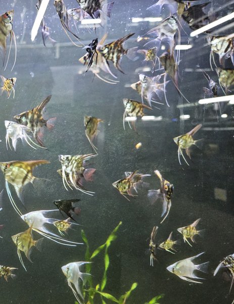 Philippine Blue Angelfish Juveniles