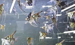 Philippine Blue Angelfish Juveniles