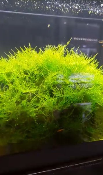 Spiky Moss