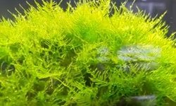 Spiky Moss