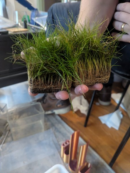 Dwarf Hairgrass