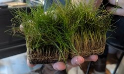 Dwarf Hairgrass