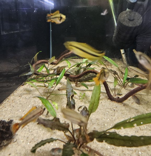 Apistogramma cacatuoides "Super Red"