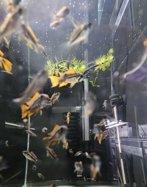 Philippine Blue Angelfish Juveniles