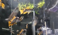 Apistogramma cacatuoides "Orange flash"