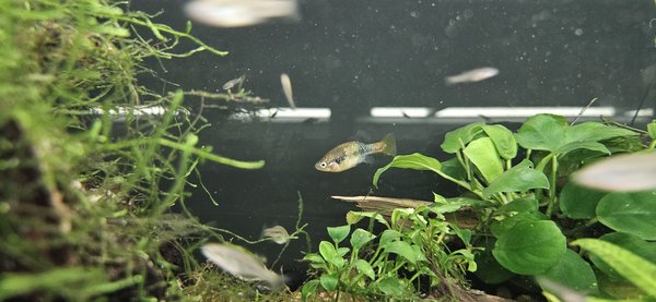 San Marcos Redtail Splitfin