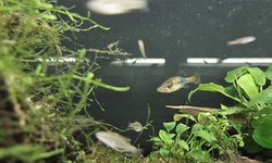 San Marcos Redtail Splitfin