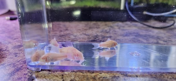 Albino Corydoras