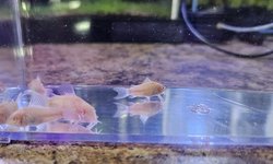Albino Corydoras