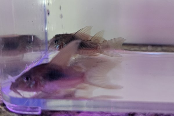 Hi fin Aeneus Corydoras