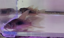 Hi fin Aeneus Corydoras