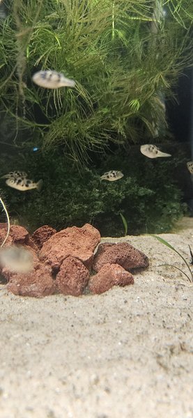 Pea puffer juveniles