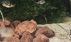 Pea puffer juveniles