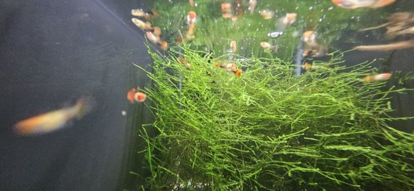 Blonde koi guppy