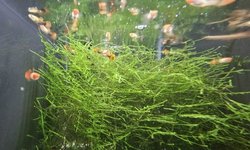 Blonde koi guppy