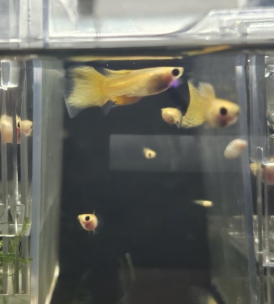 Yellow glass belly guppy "trio"