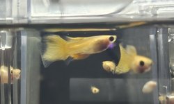 Yellow glass belly guppy "trio"