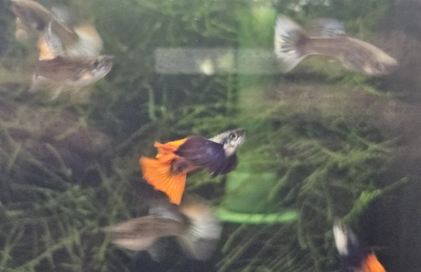 Dumbo Redtail Halfmoon Guppy