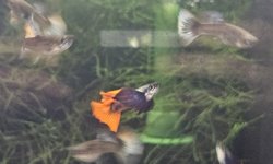 Dumbo Redtail Halfmoon Guppy