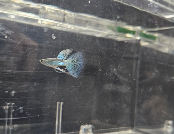 Blue Grass Guppy