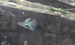 Blue Grass Guppy
