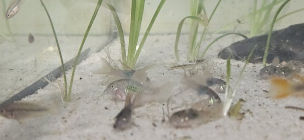 Hi Fin Aeneus Corydoras