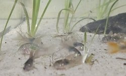 Hi Fin Aeneus Corydoras