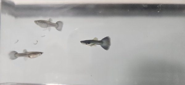 Blue Moscow Guppy
