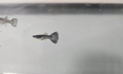 Blue Moscow Guppy