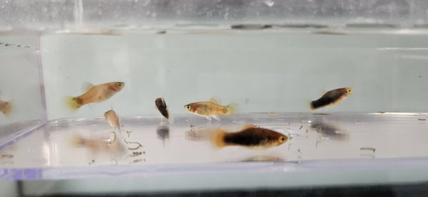 Hi Fin Platy