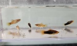Hi Fin Platy