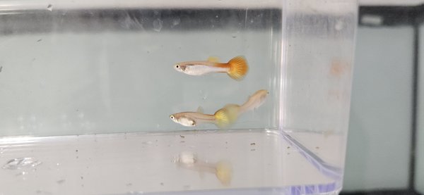 Tequila Sunrise Guppy