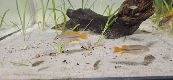 Orange Flash Cacatuoides Apistogramma