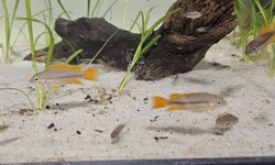 Orange Flash Cacatuoides Apistogramma