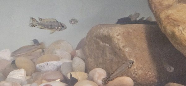 Super Red Cacatuoides Apistogramma